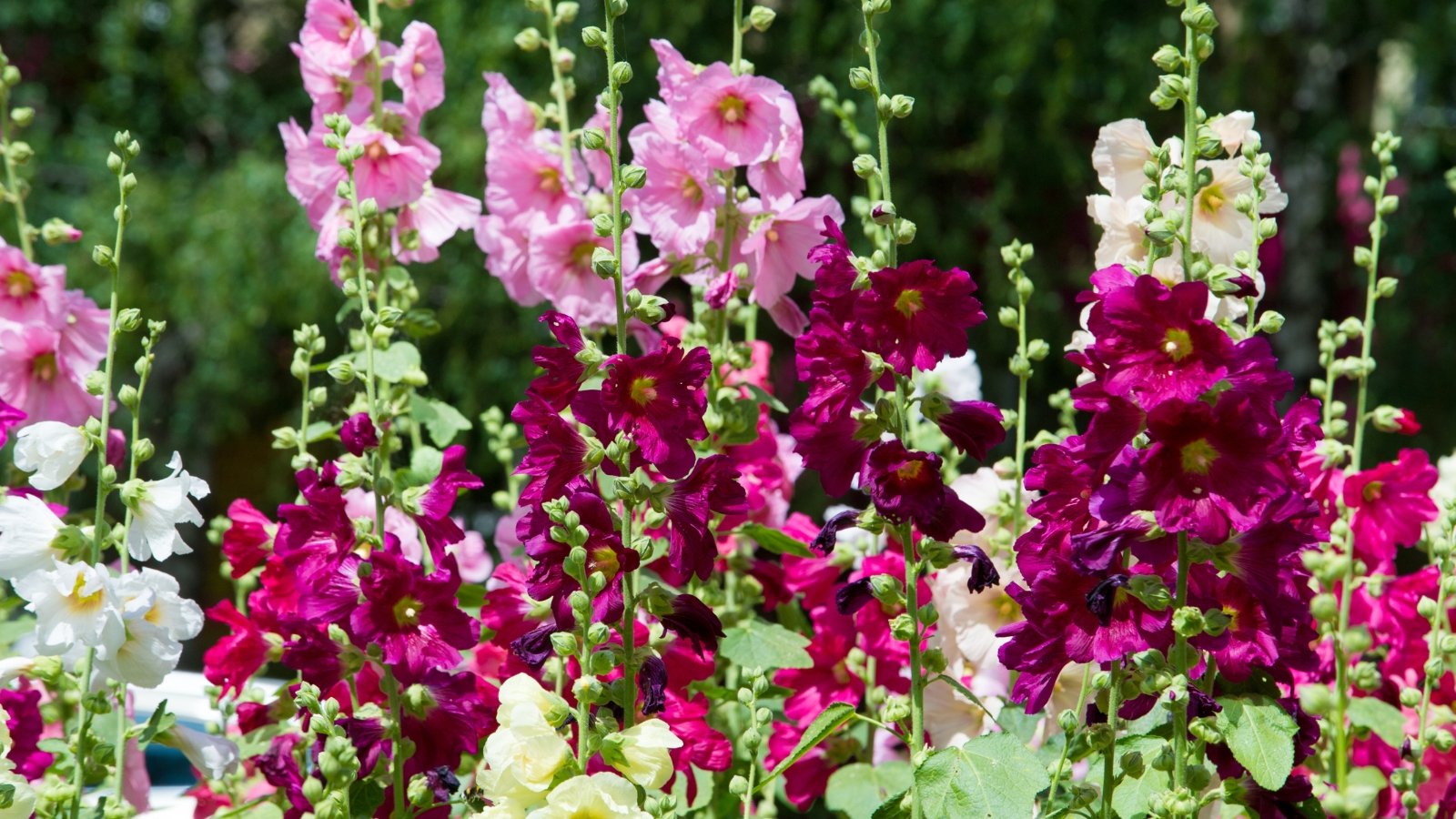 Herbaceous plant with hairy stems, broad green leaves, and tall stems topped with cup-shaped pink and purple flowers with ruffled petals, thriving in a sunny garden.