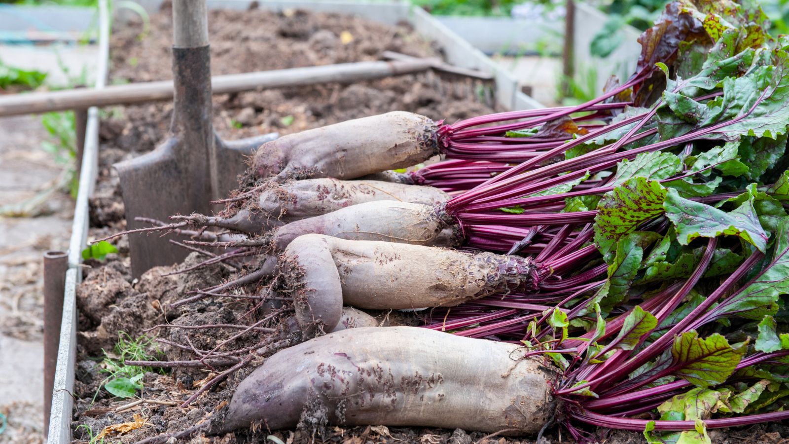 A close-up shot of several freshly harvested large and elongated purple colored Beet root crops called Mammoth Red Mangel, all placed in a large raised bed outdoors 
