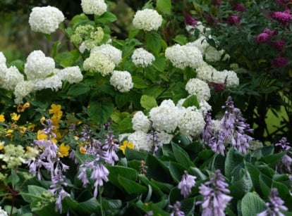 Many landscape shrubs appearing lovely with various blooms, growing deep green leaves placed somewhere with sunlight and shade