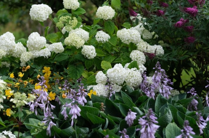 Many landscape shrubs appearing lovely with various blooms, growing deep green leaves placed somewhere with sunlight and shade