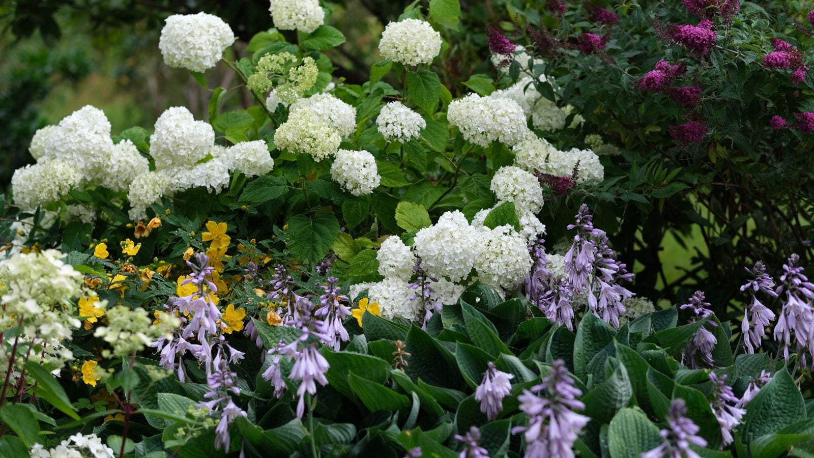 Many landscape shrubs appearing lovely with various blooms, growing deep green leaves placed somewhere with sunlight and shade