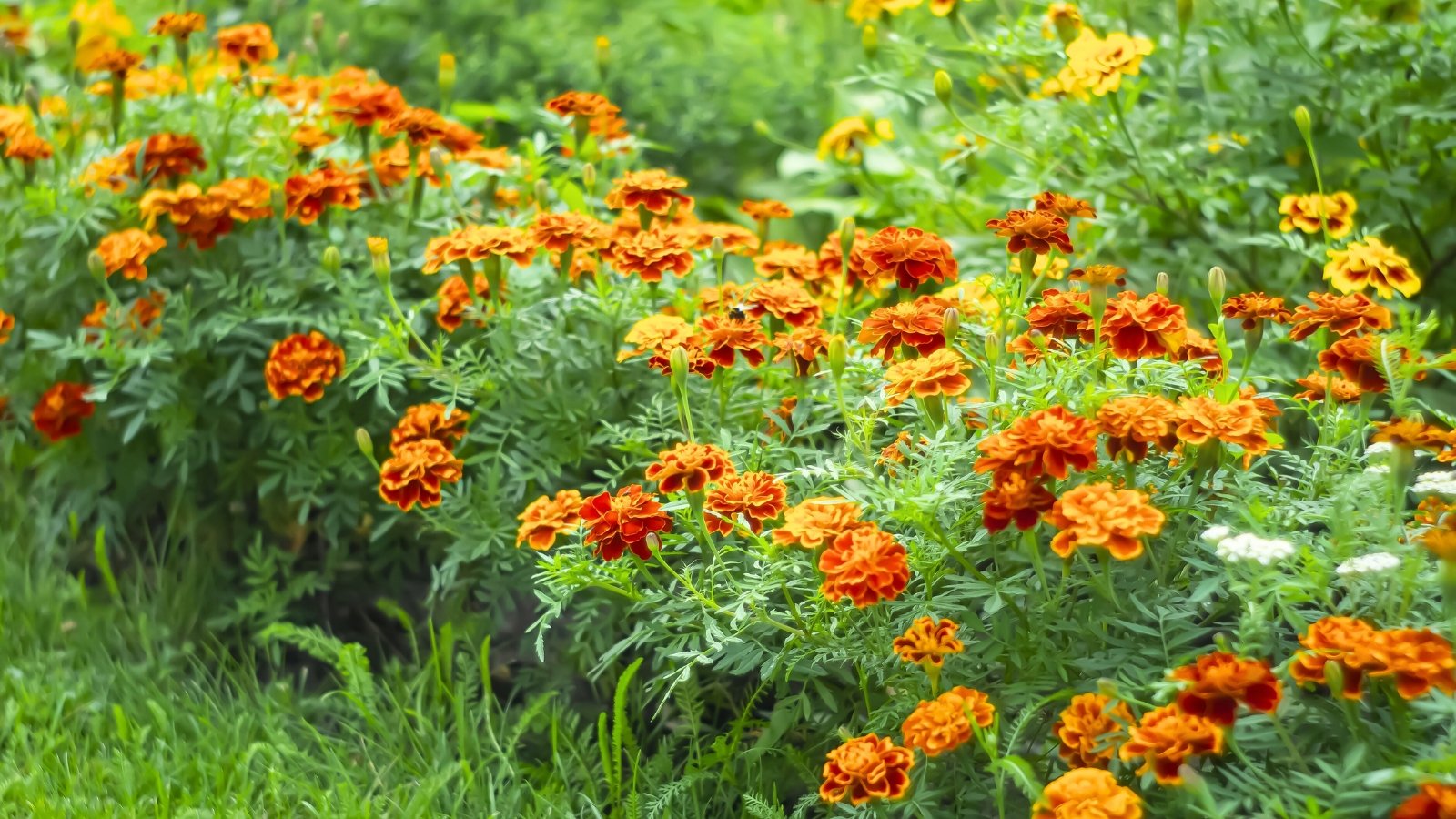 A close-up of bright orange marigolds with layered, ruffled petals and lush green foliage in a flower bed.