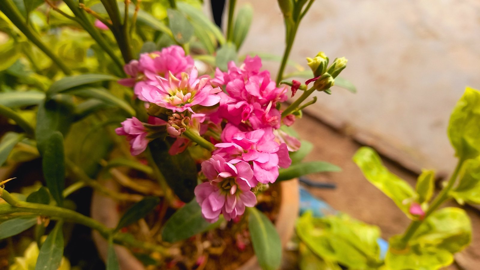 A cluster of pink flowers with ruffled, overlapping petals and a subtle yellow tint at their centers, surrounded by broad green leaves.