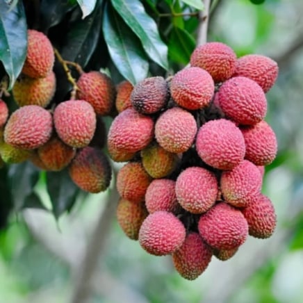 Mauritius Lychee