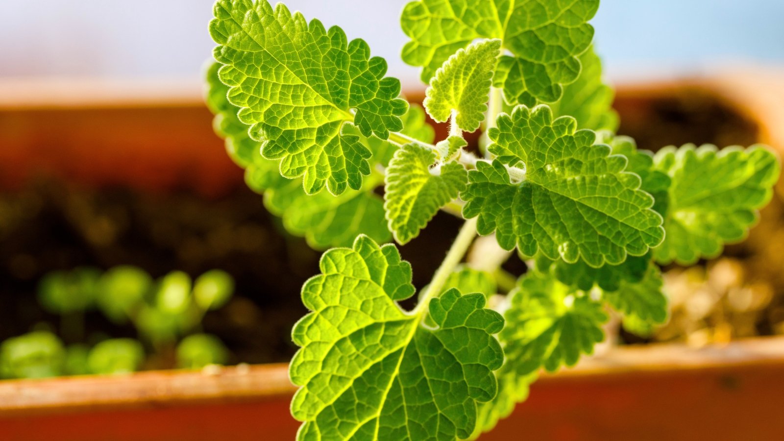 A close-up of a single stem with textured, heart-shaped green leaves that have serrated edges.