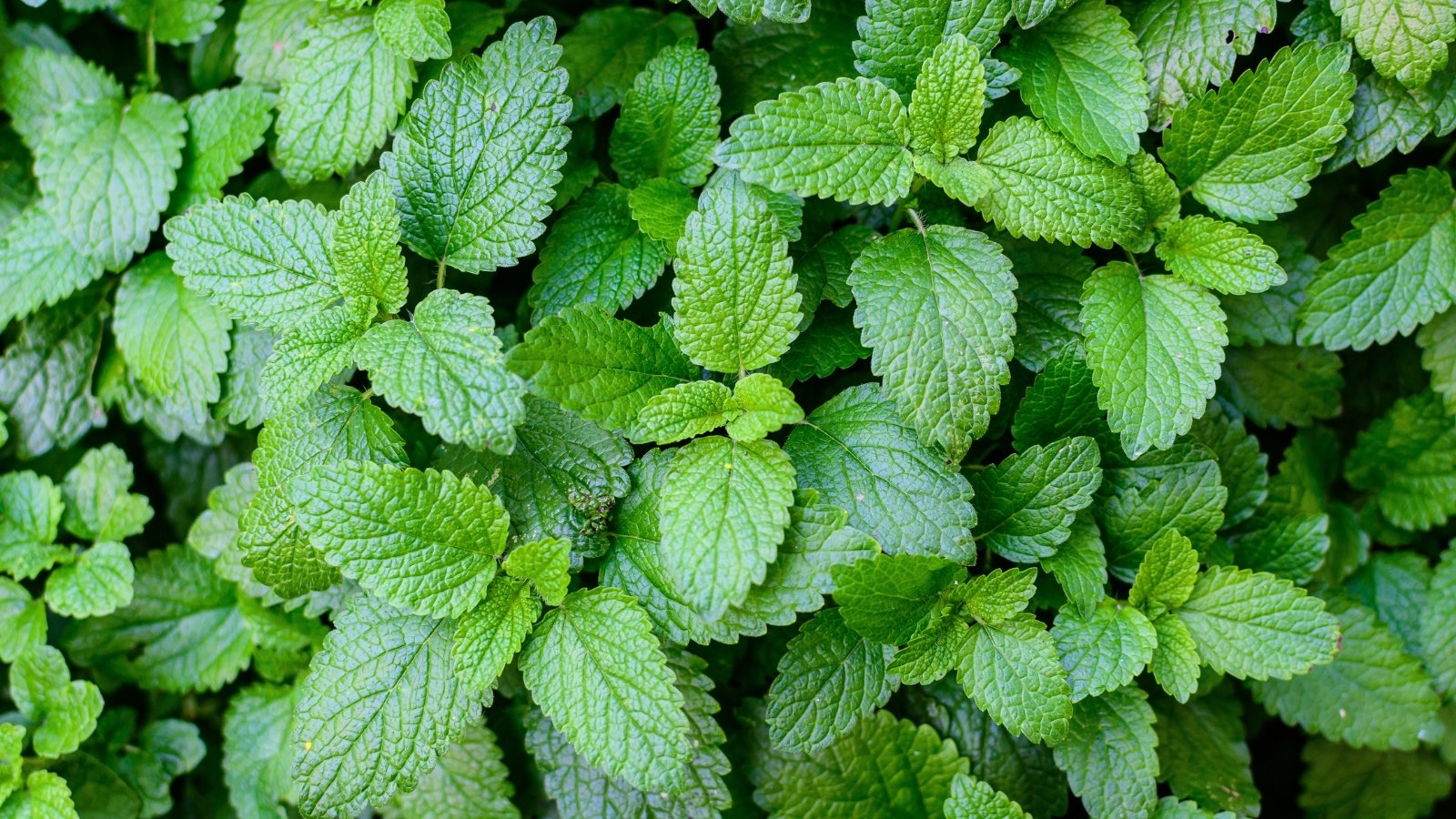 A dense arrangement of textured, heart-shaped green leaves with serrated edges and a soft, wrinkled surface.