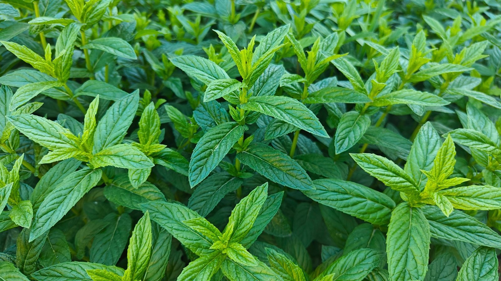 A dense bush of small, oval-shaped green leaves with serrated edges growing on multiple square stems.