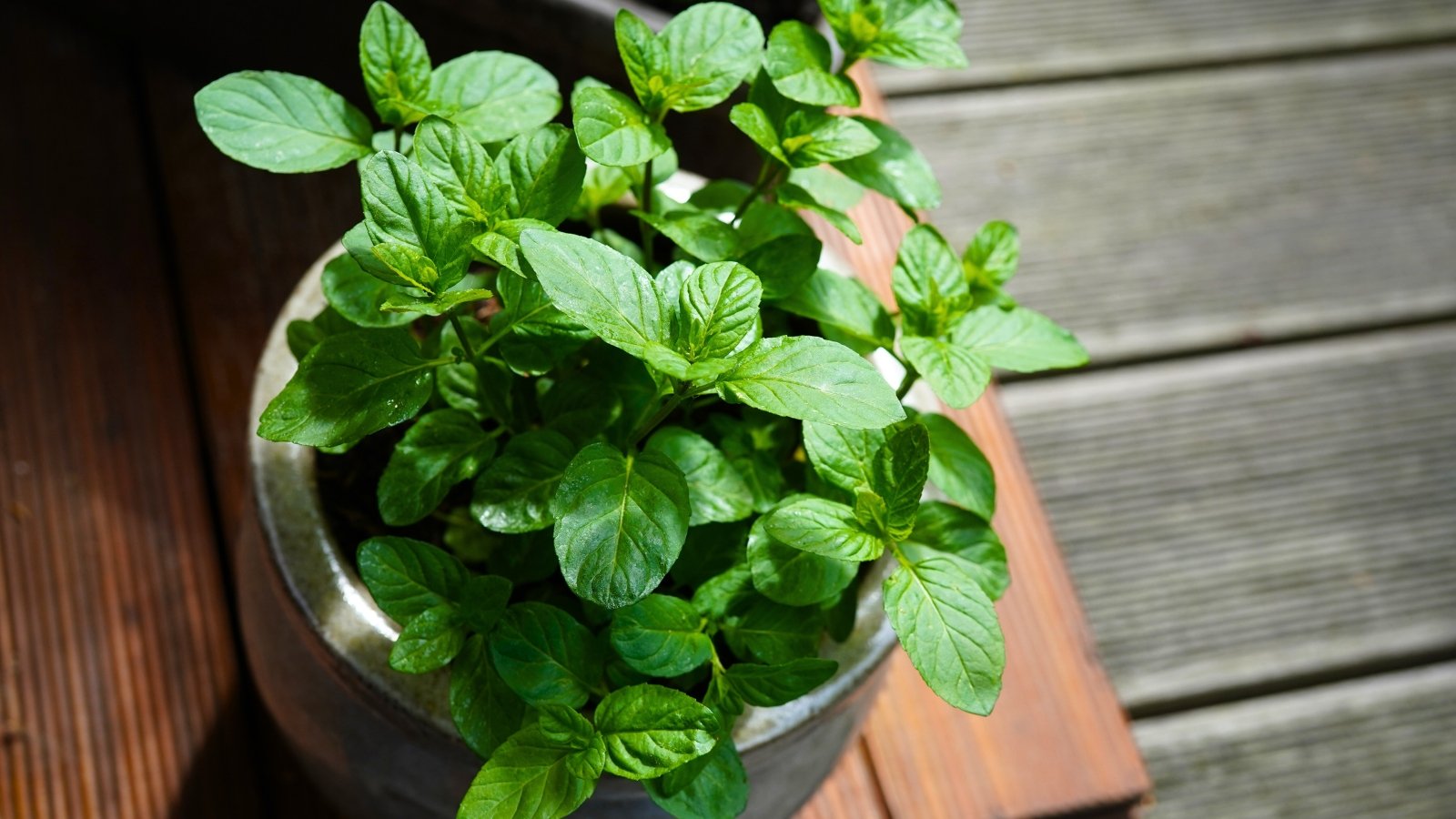 A lush, dense plant with bright green, rounded leaves that have a slightly wrinkled surface and serrated edges.
