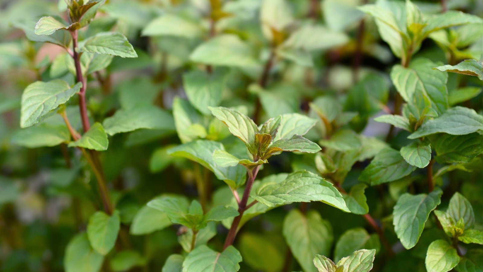 A cluster of small, pointed green leaves on purplish-red stems, with new leaves emerging at the top of the plant.