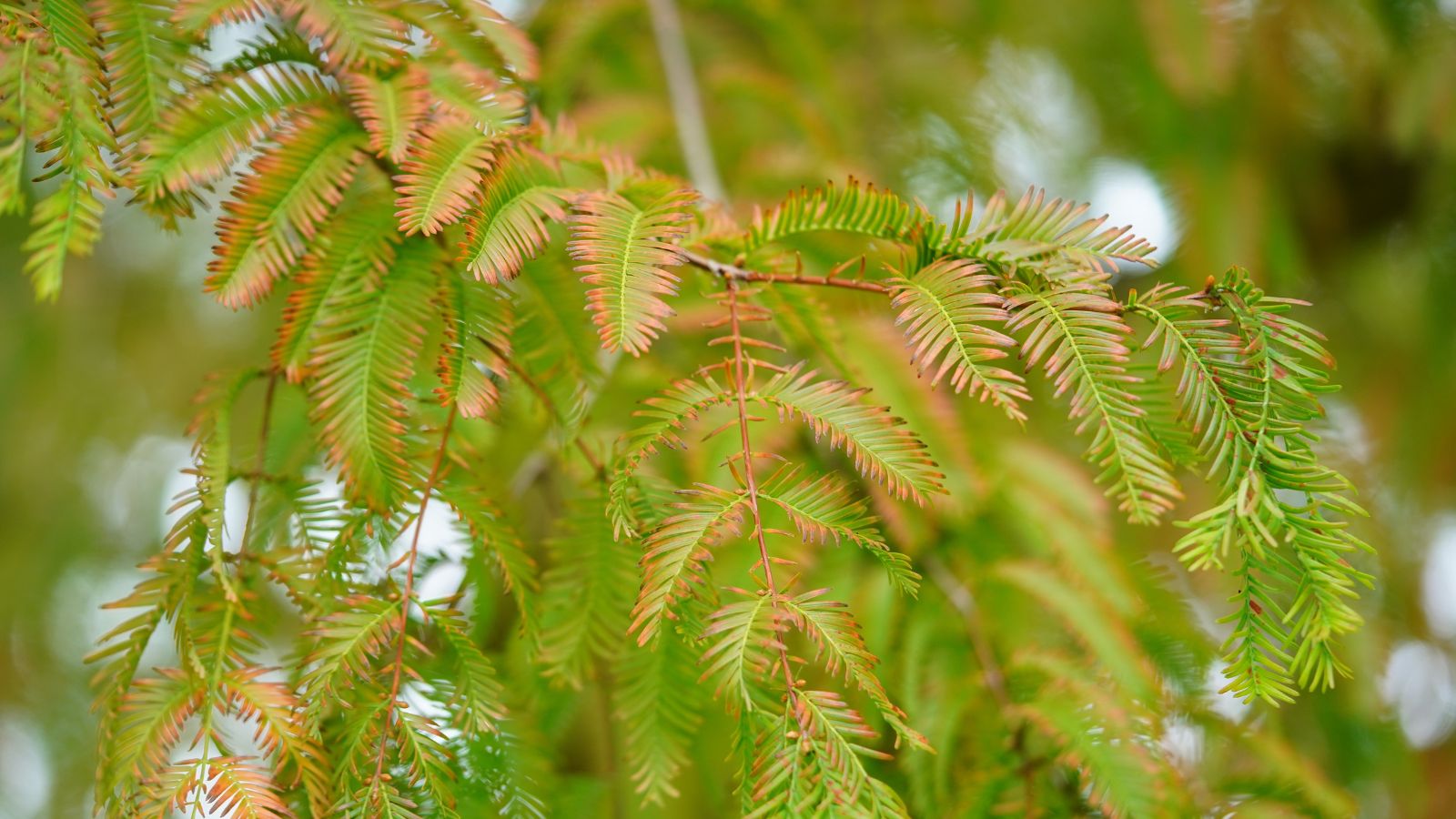 A healthy bush appearing to have bright green leaves that are turning to a reddish hue