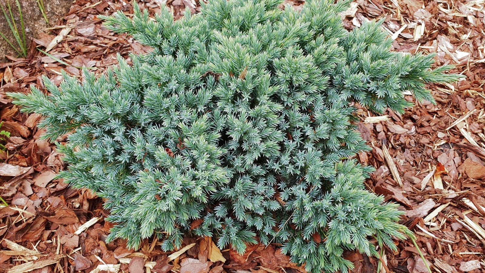 An overhead and close-up shot of a composition of green needle-like leaves of a compact plant, placed in mulched soil outdoors