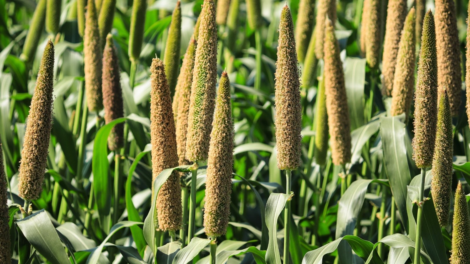 Tall, cylindrical seed heads in pale beige and soft pink rise above broad green leaves, their textured grains swaying gently in the field.
