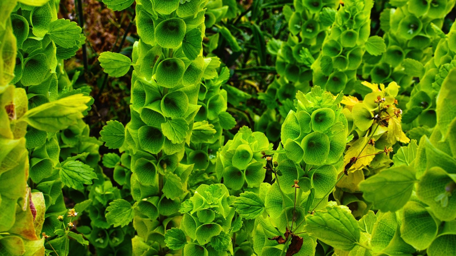 A vertical stalk covered with tiers of light green, bell-shaped calyces, each holding a tiny white flower inside.