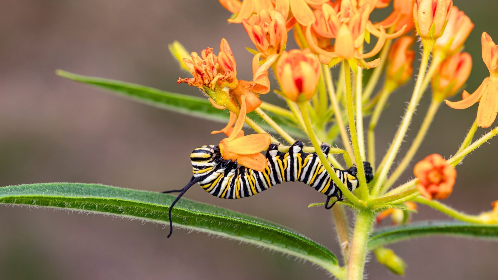 Monarch butterfly caterpillar with black, white, and yellow stripes feeding on a green leaf of Asclepias tuberosa milkweed plant.