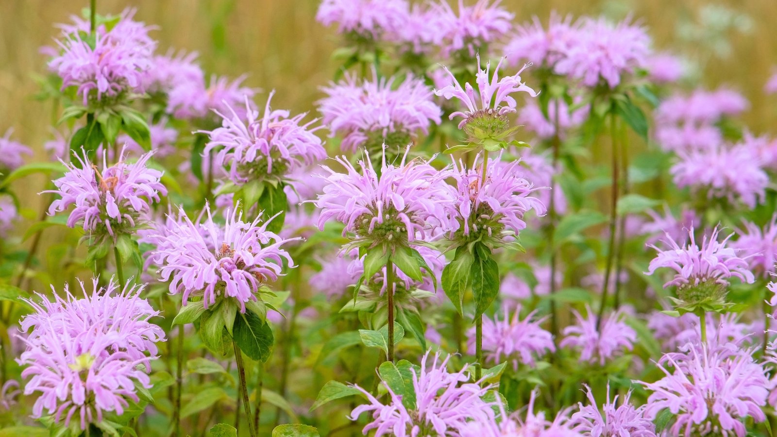 A cluster of shaggy, light purple flowers with thin petals and light green leaves.