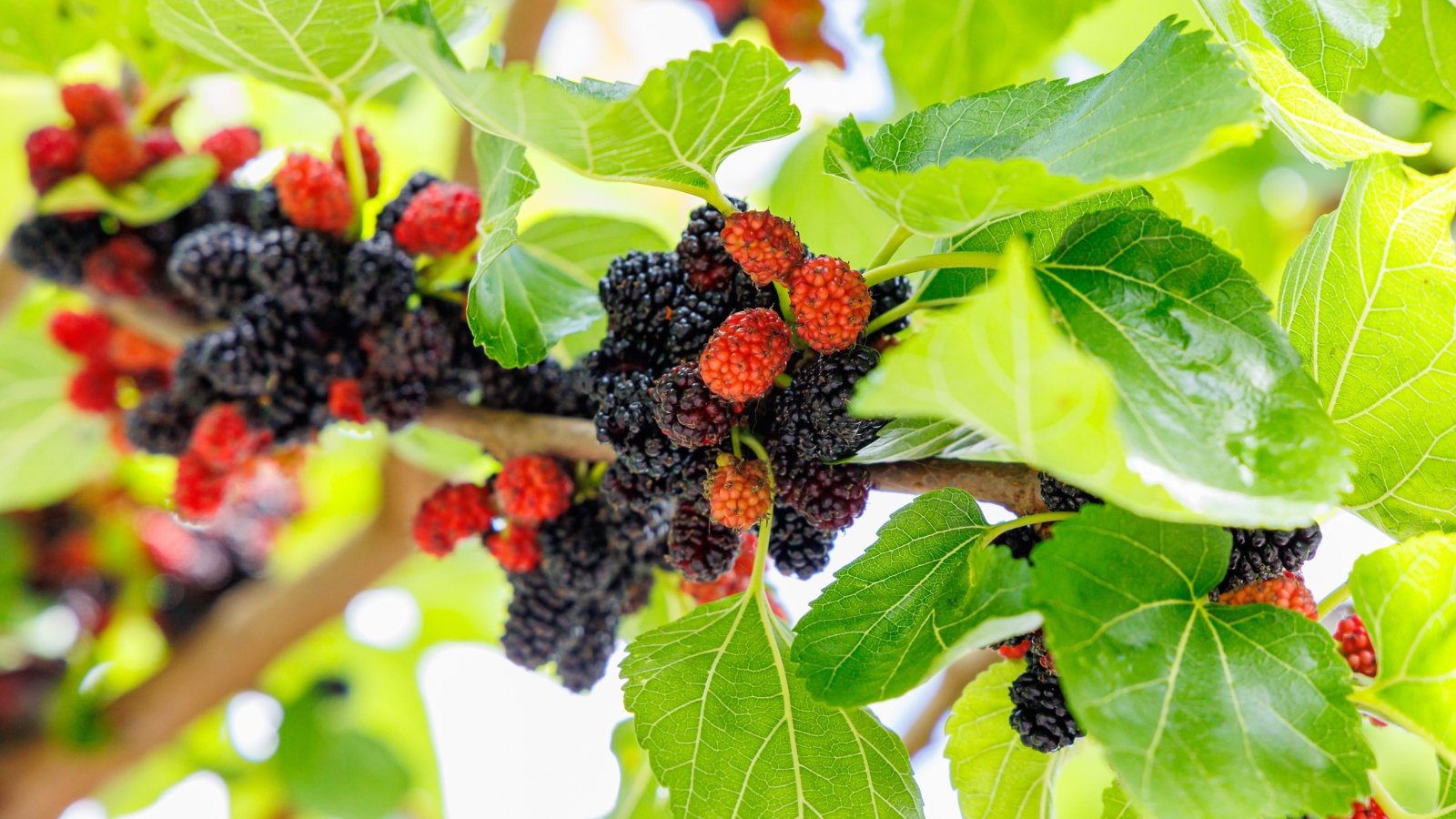 Branches with glossy, dark green, serrated leaves and numerous small, elongated fruits ripening from pink to deep purple along the stems.