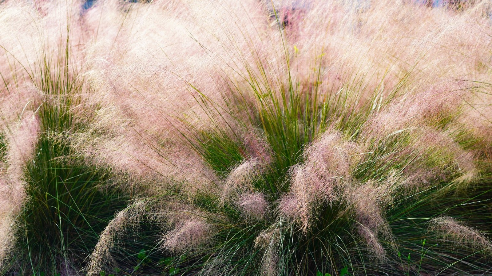 Airy sprays of fine, pink feathery plumes rise above thin green blades in soft, cloud-like mounds.