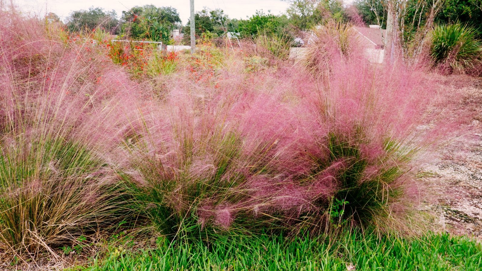 Soft, airy pink-purple plumes rise above slender green grass blades in a garden setting.