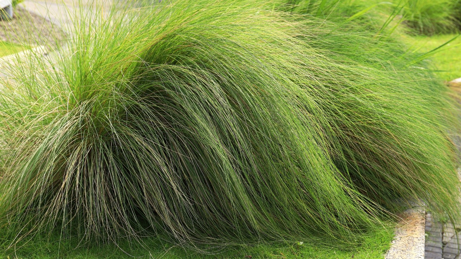 Dense clumps of tall, arching green grass blades with fine texture grow vigorously in the garden.