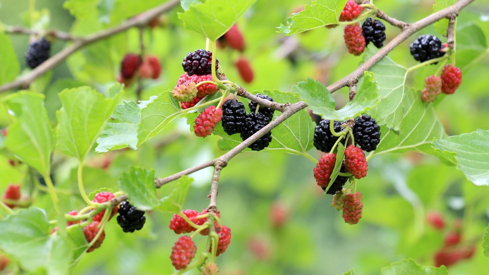 Branches with dark green leaves support both unripe red and ripe black elongated fruits.