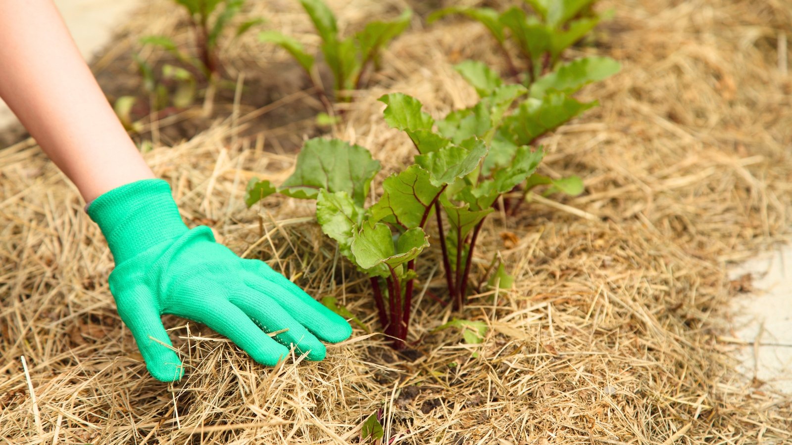 A gardener’s hand wearing a green glove spreads dry grass mulch over a bed of young beet seedlings.