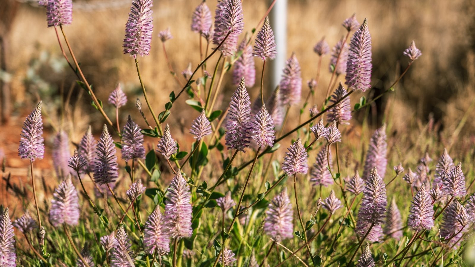 Long spires of soft pink flowers form above oval, gray-green leaves that create a dense base.
