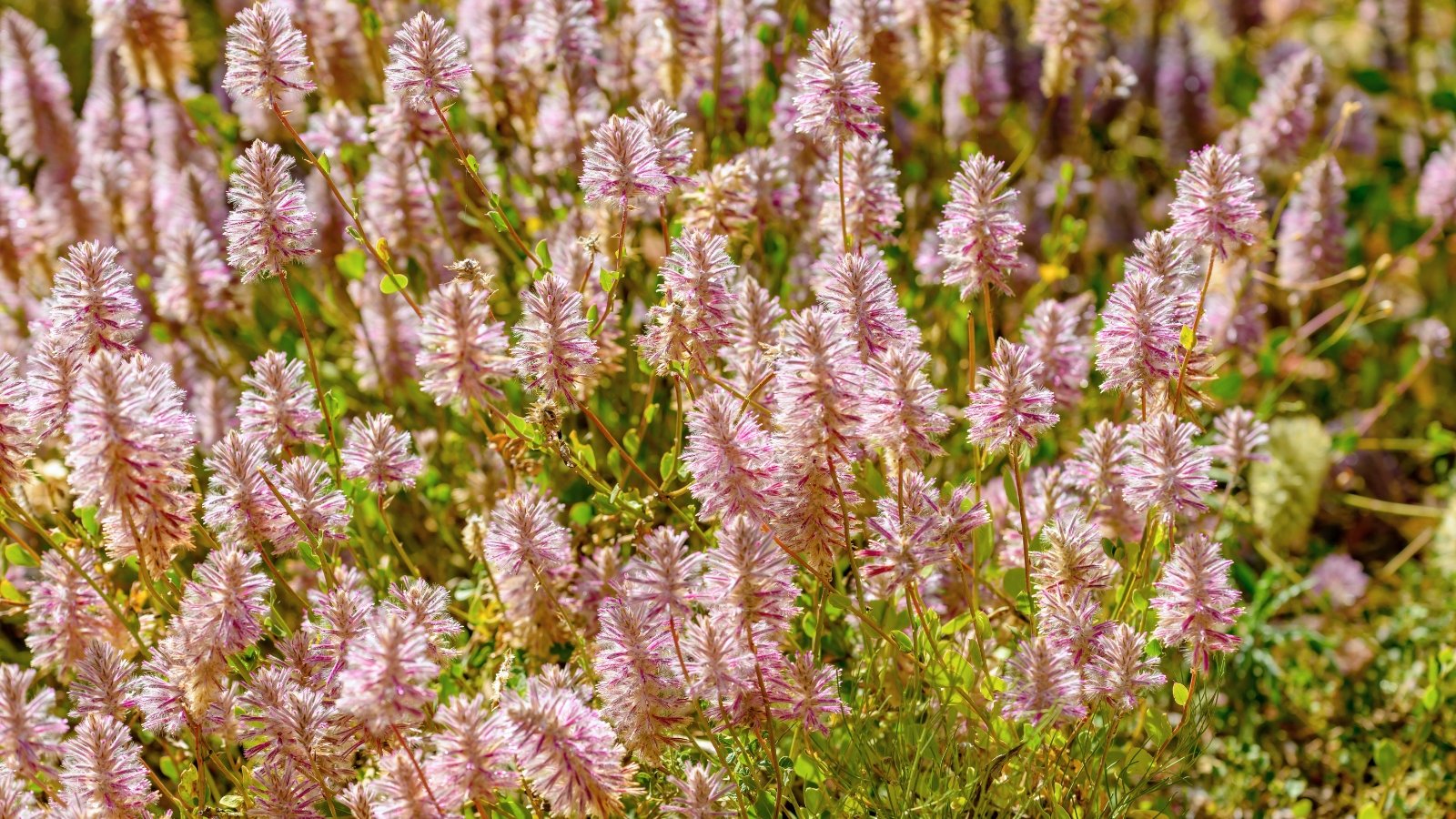 Tall stems topped with fluffy pink flower spikes rise above broad gray-green leaves in a sunlit garden.
