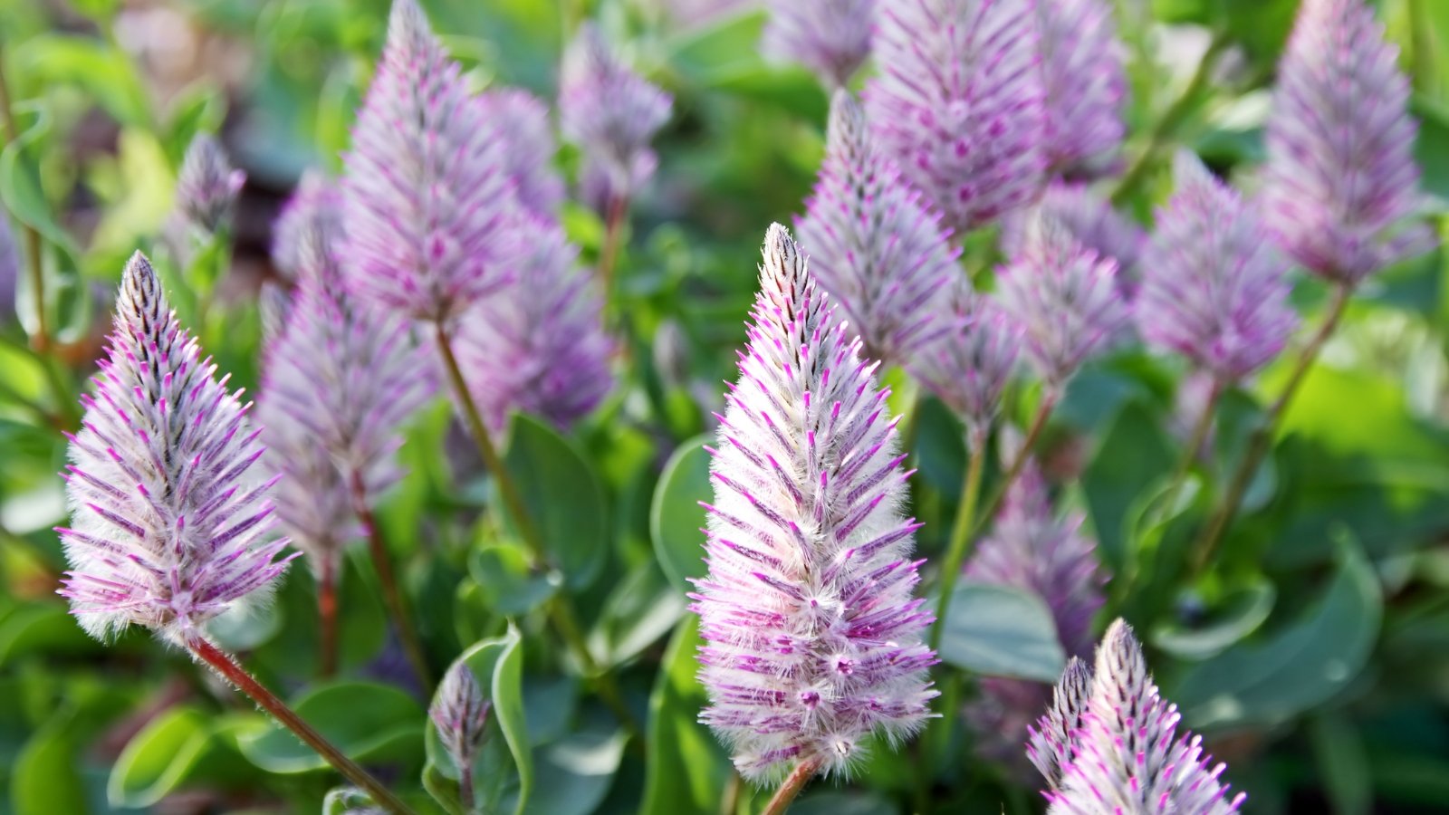 Cylindrical flower spikes packed with tiny pink florets tipped in silver rise above green fleshy leaves.
