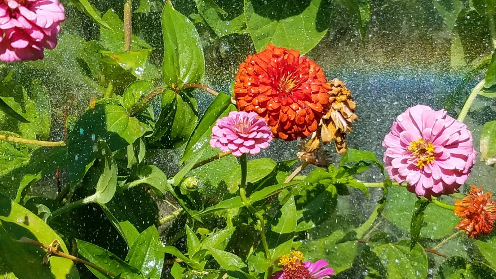 A cluster of multi-colored zinnias with vibrant petals and green foliage, glistening under a garden sprinkler.