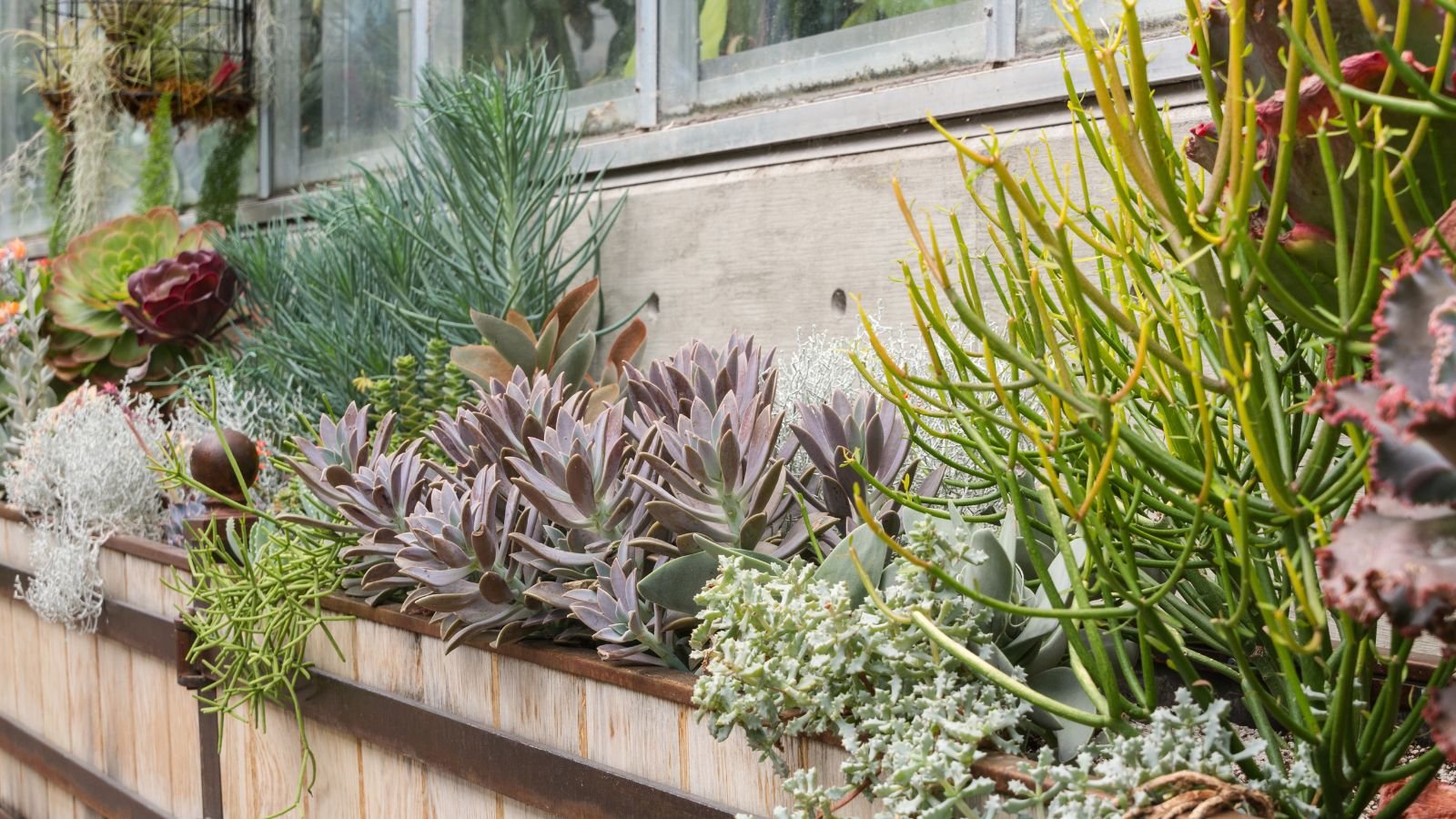 Multiple succulents placed in an outdoor planter that has a light wooden finish