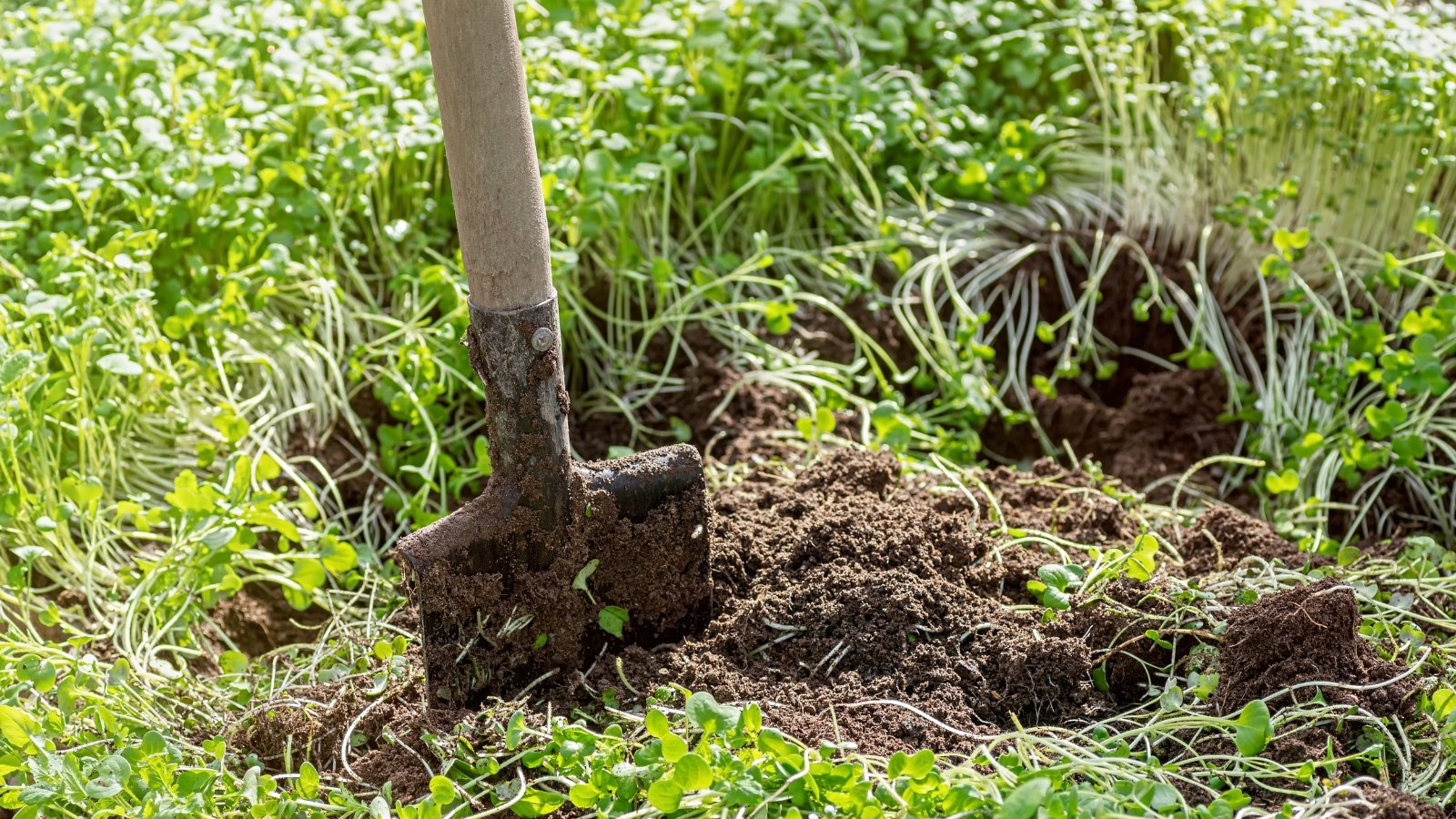 Green manure sprouts densely cover the garden bed with a large garden spatula inserted into the soil among the young growth.
