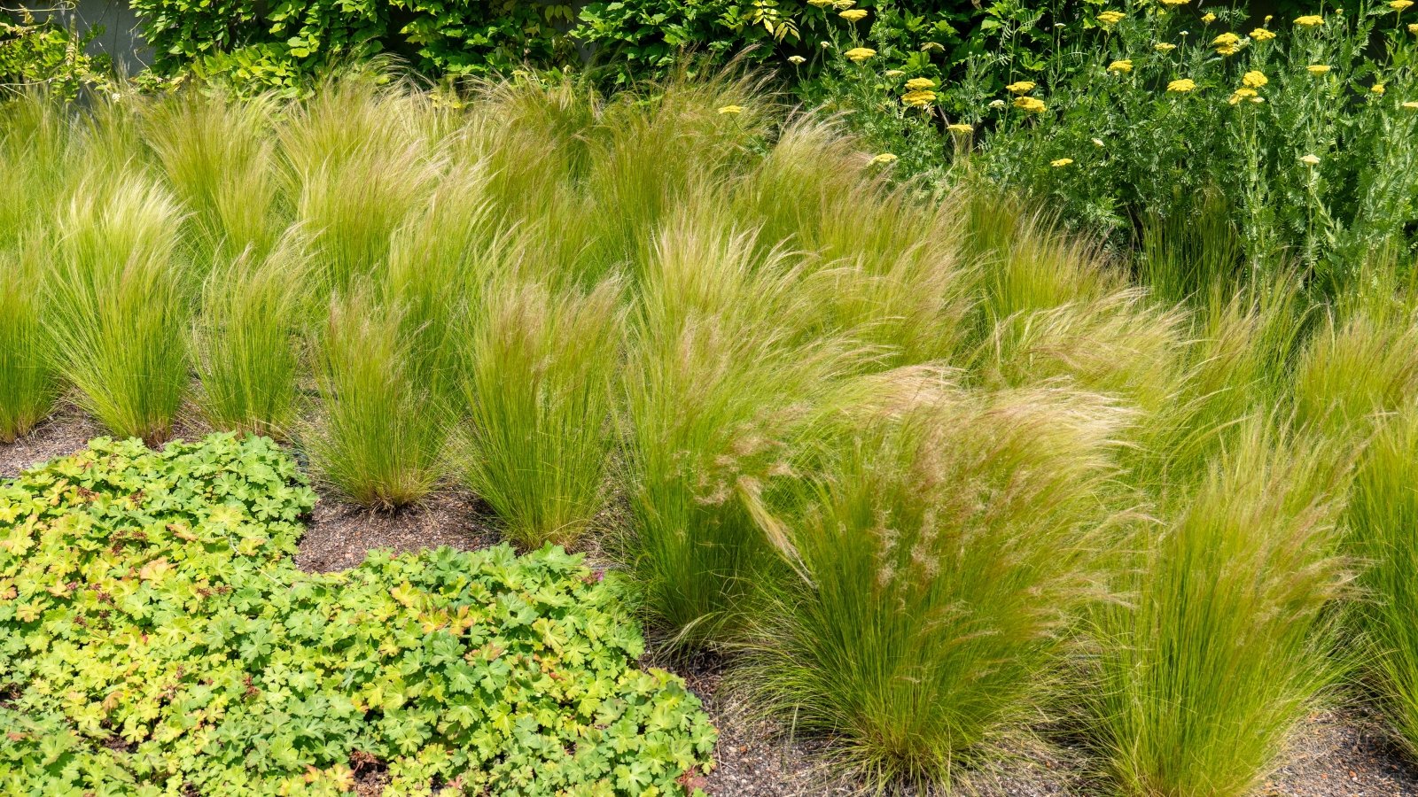 Fine, wispy pale green grass clumps with delicate, feathery seed heads gently swaying in the garden bed.