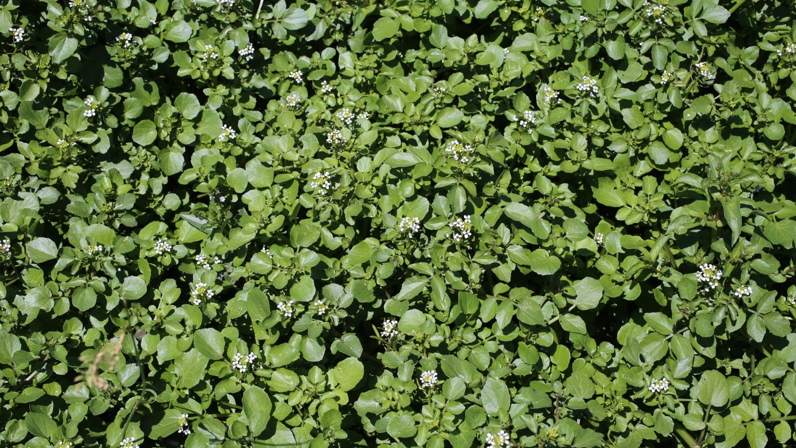 Slender green stems with pinnate leaves support small clusters of delicate white flowers.