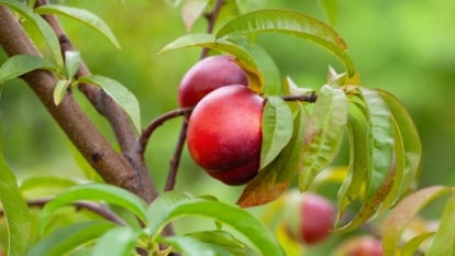 Sturdy branches with lance-shaped dark green leaves with smooth margins, holding smooth, round reddish-orange Prunus persica var. nucipersica fruits with a glossy surface.