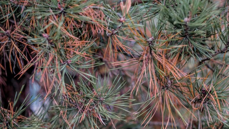 How To Treat Pine Tree Turning Brown