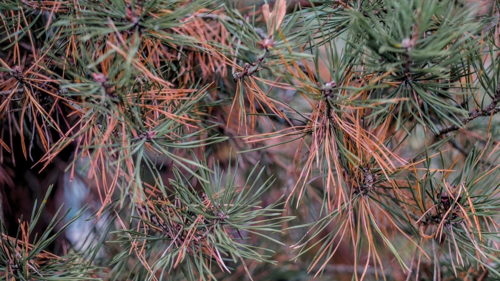 A close-up shot of a composition of umber and green colored needles of a pinus plant, showcasing the damage caused by a fungal disease