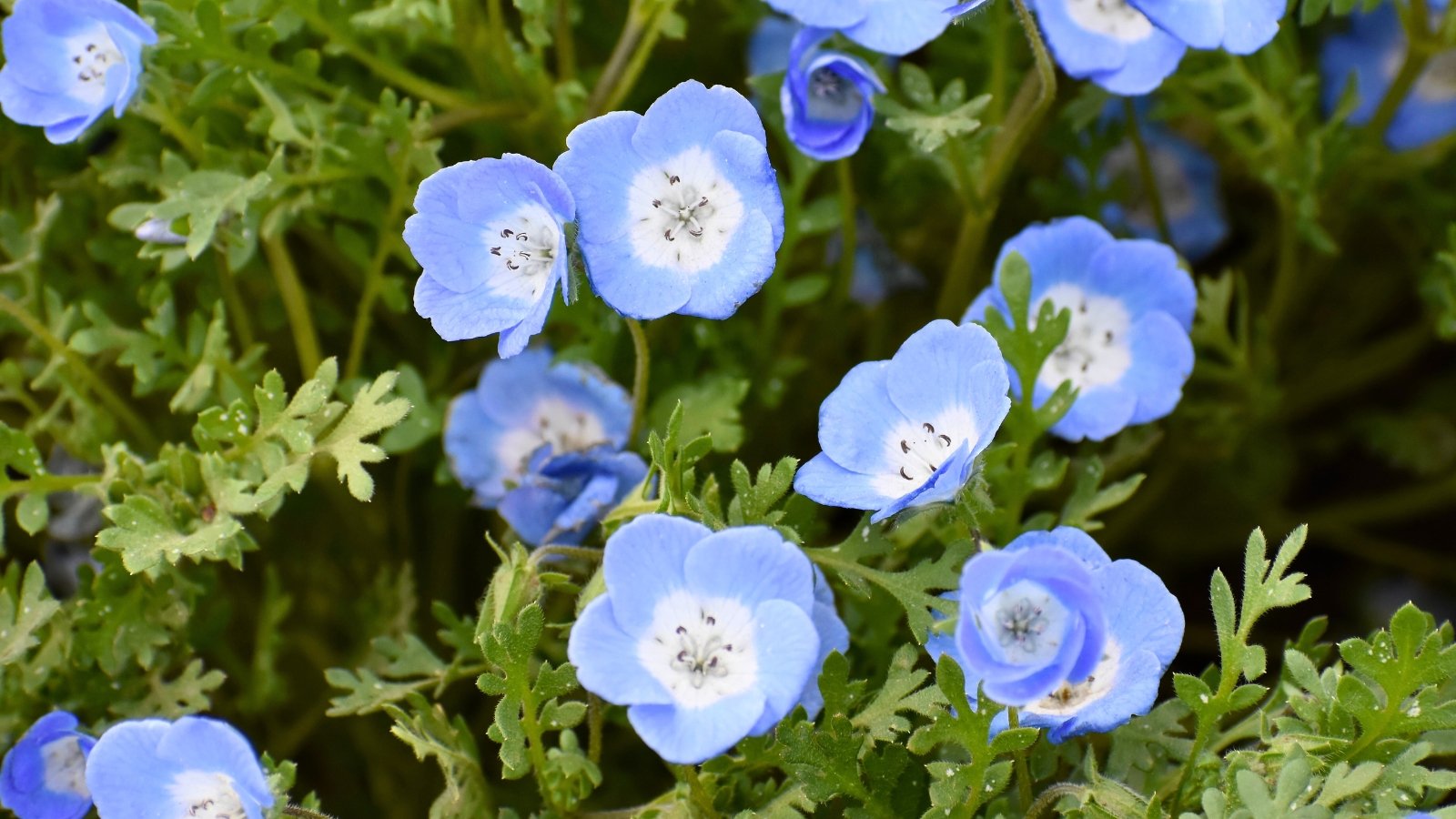 A collection of small, sky-blue blossoms, each with a distinctive white center and dark spots, scattered among feathery green leaves.