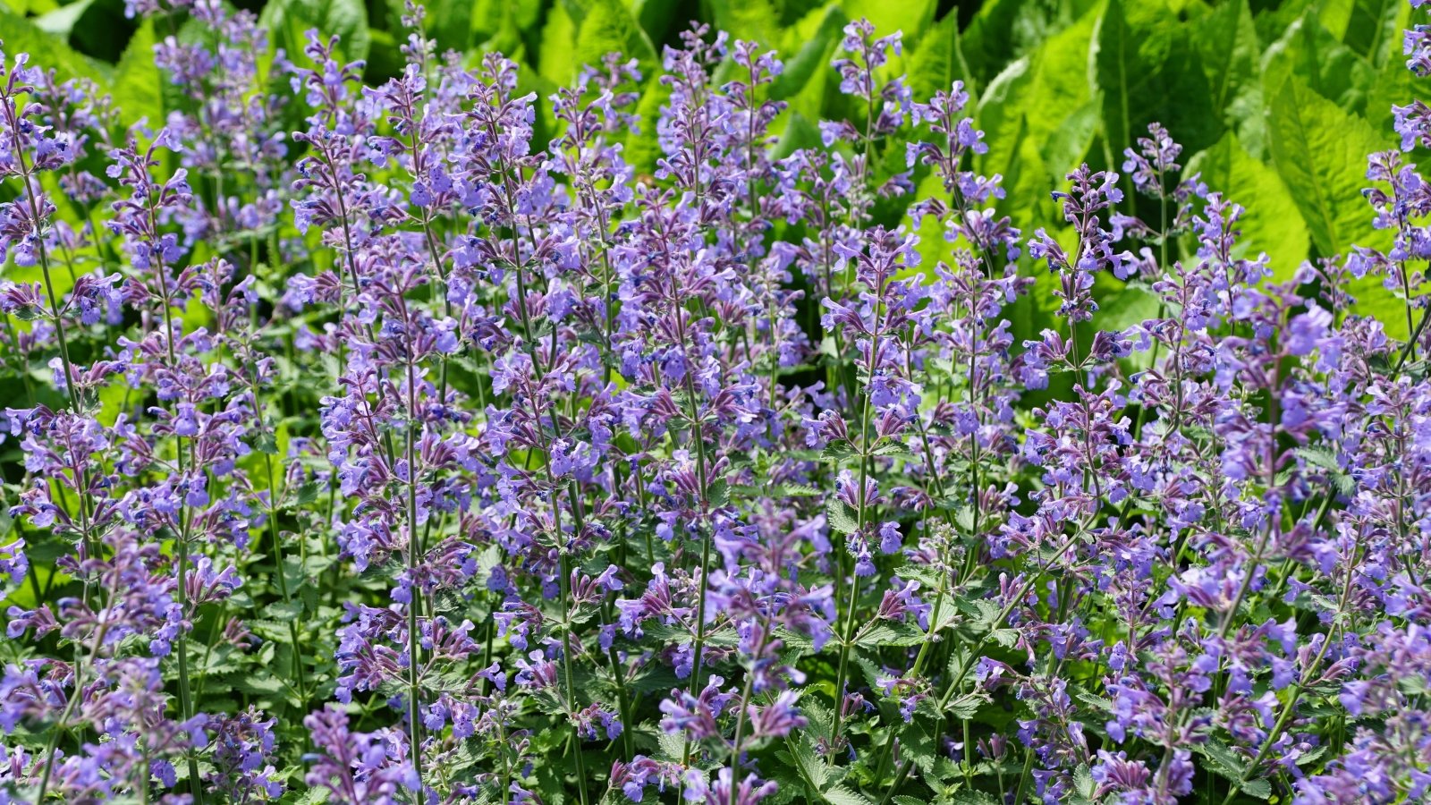 Dense mounds of aromatic gray-green foliage release spikes of soft purple flowers.