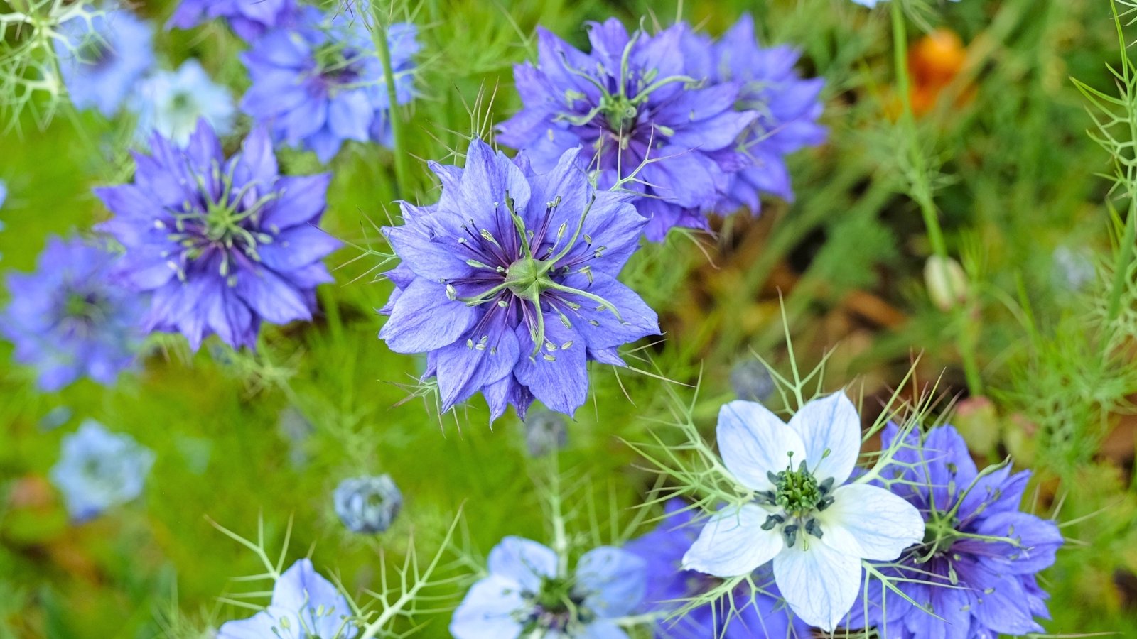 Intricate, spiky blue flowers with finely divided, thread-like bracts surrounding the petals and a central seed pod.