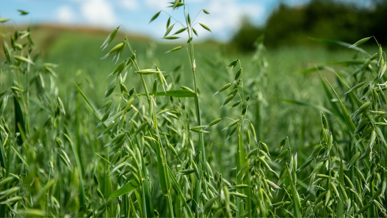 Drooping clusters of pale, ripening seeds hang delicately from slender, arching green leaves, with a soft, silky texture.
