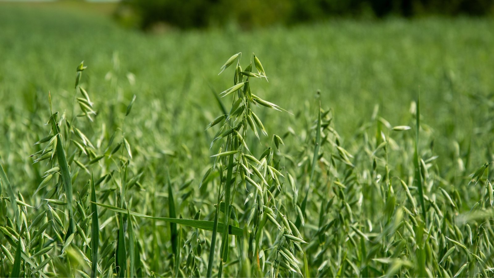 Tall green oat plants with slender stems and narrow leaves topped with delicate, drooping seedheads grow densely across the sunny field.