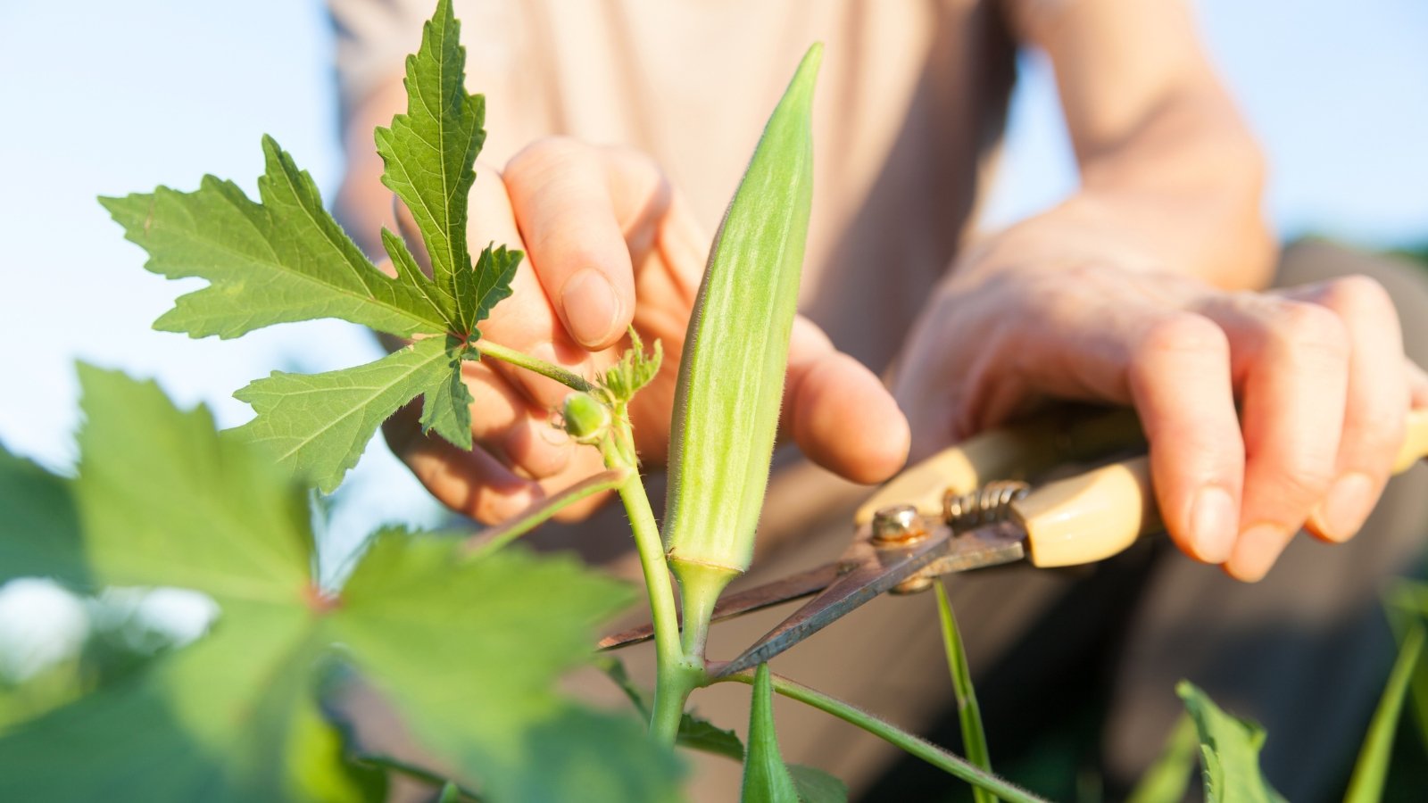 Woman’s hand snips a ribbed green okra pod from a tall plant using pruning shears.