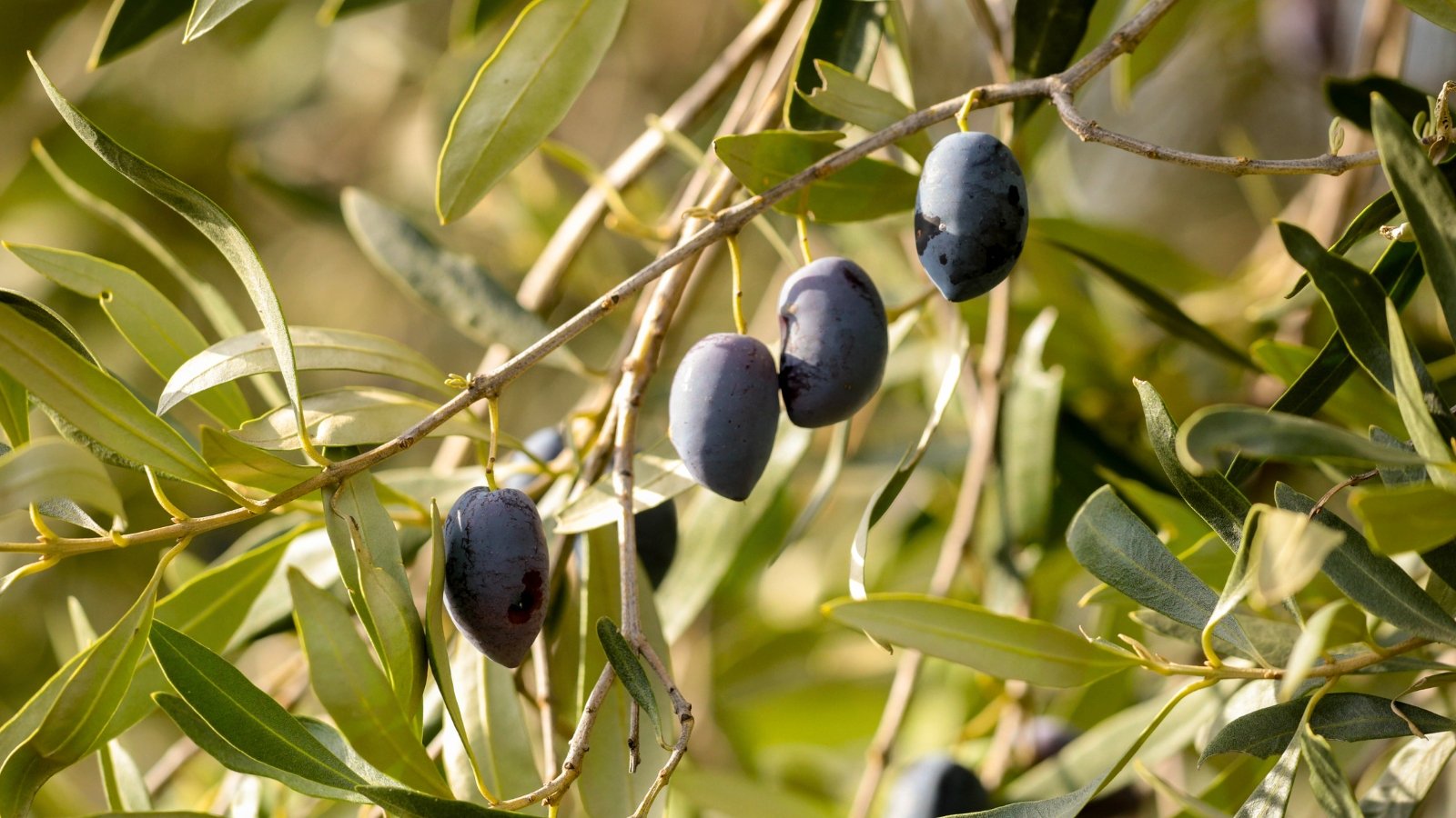 Gnarled branches with narrow, elongated silvery-green leaves with smooth edges, bearing small, oval, dark purple fruits.