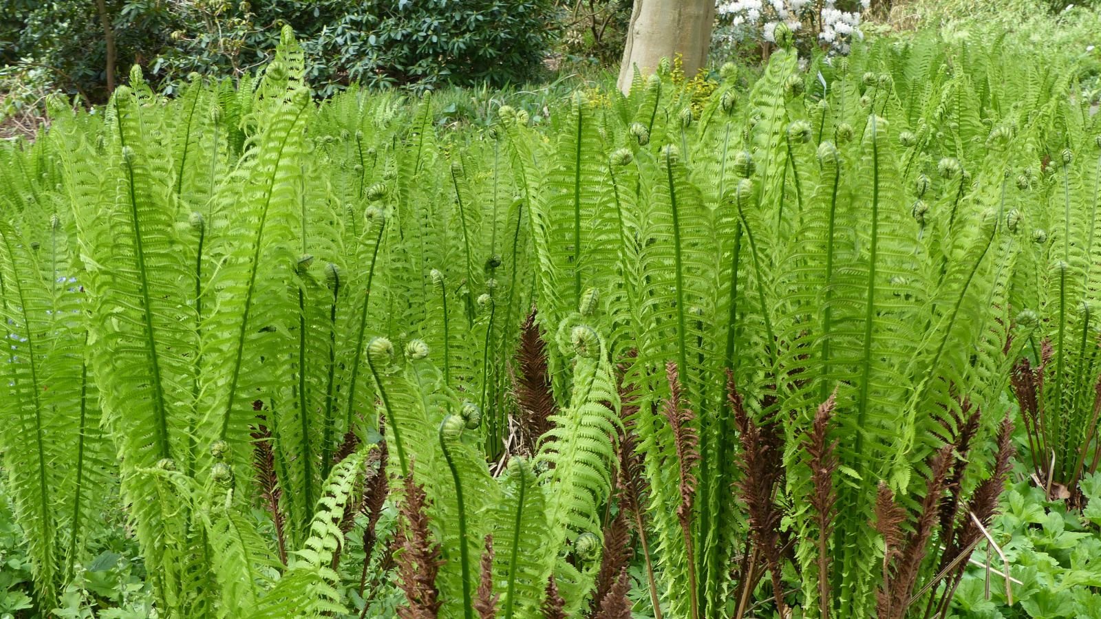An area covered in Onoclea sensibilis fronds with curled tips with some pieces appeaing dried and brown
