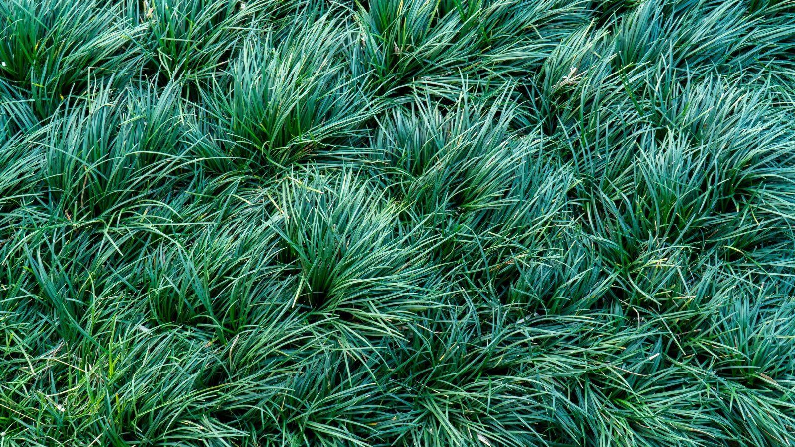 Thick, dark green, grass-like tufts with slender, glossy blades growing close to the ground.