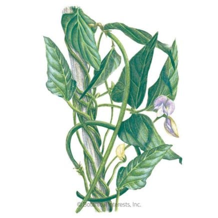 Orient Wonder Pole Yard Long Bean