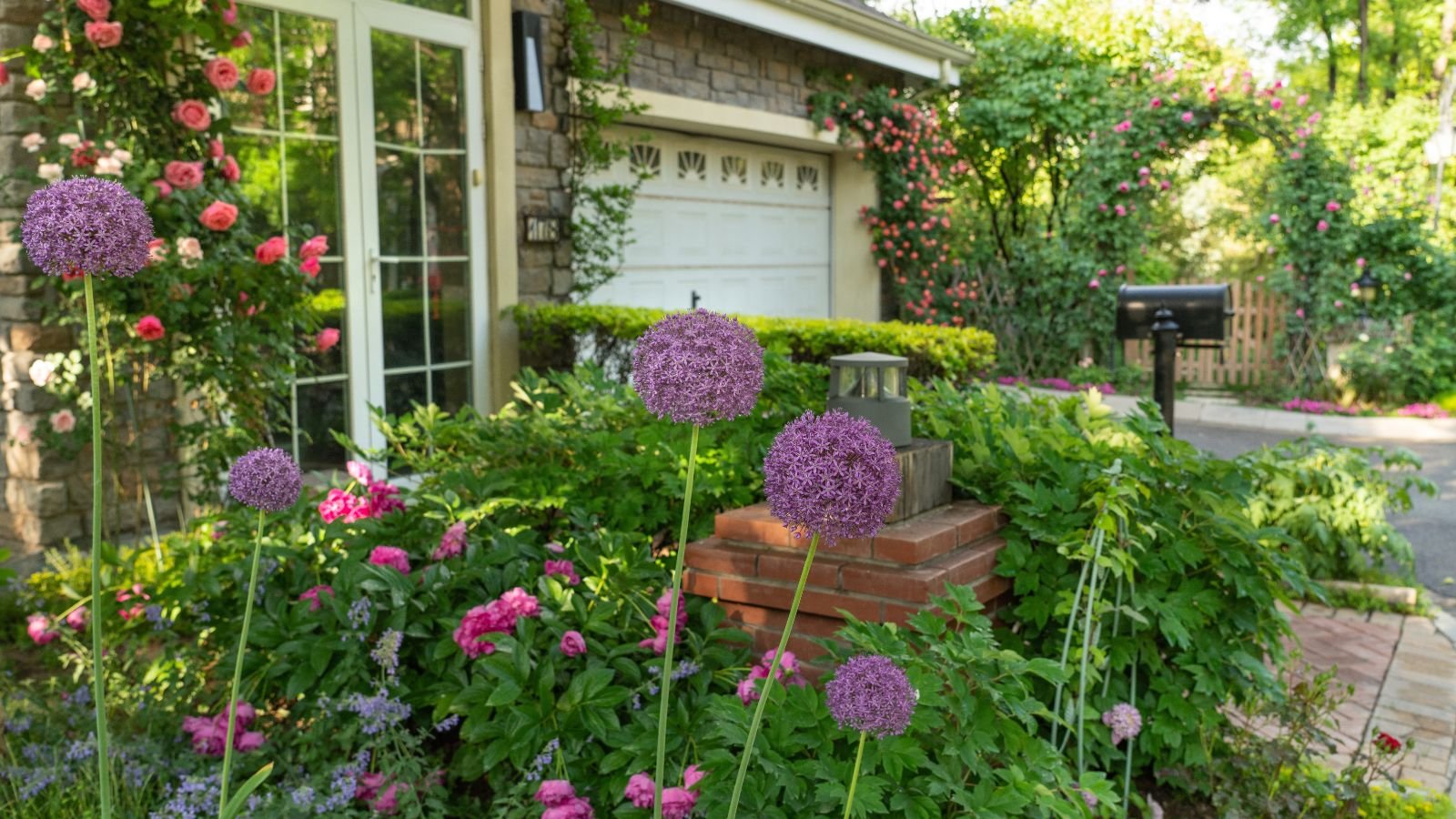 A shot of a composition of purple globular flowers atop thin stems of the Ornamental Allium, all situated near a landscaped home