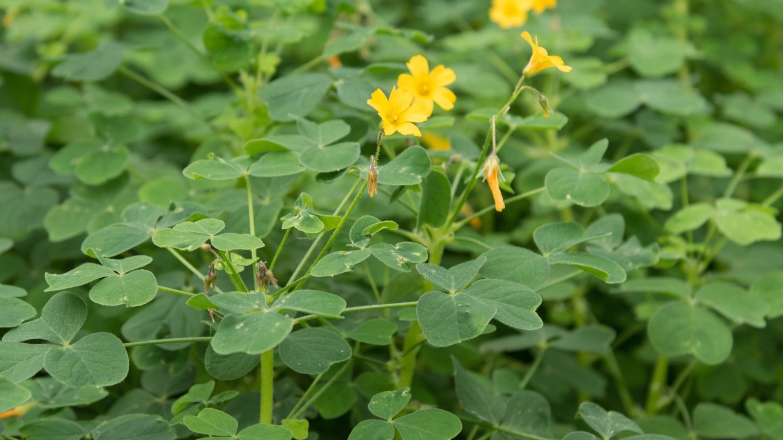 Heart-shaped green leaves surround clusters of bright yellow flowers above the soil.