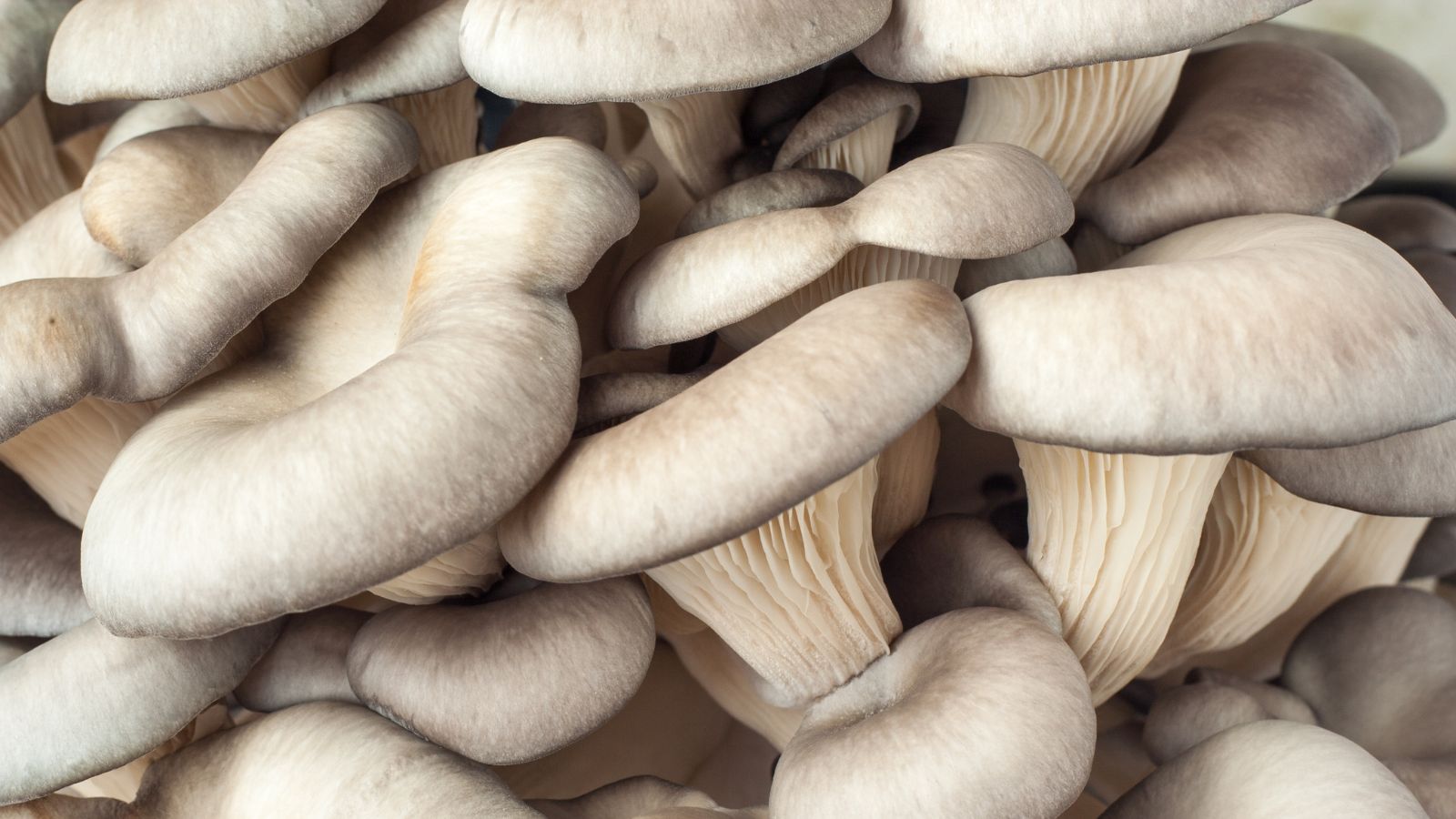 A close-up shot of a composition of beige colored fungi called Oyster Mushrooms