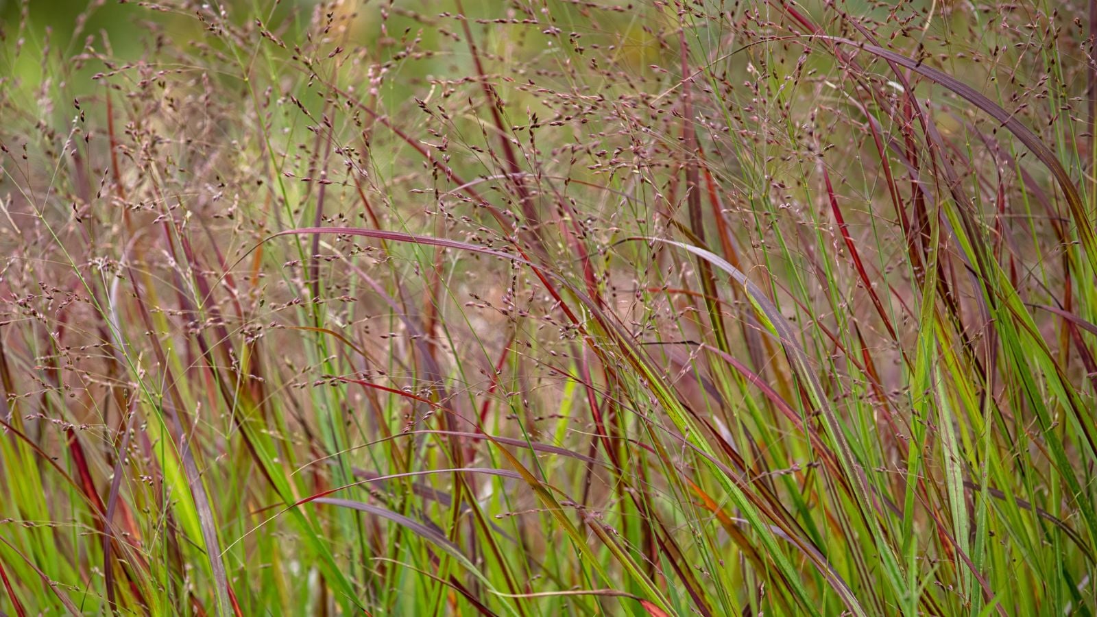 A layer of lovely Panicum virgatum ‘Shenandoah’ appearing to have green parts and reddish tips